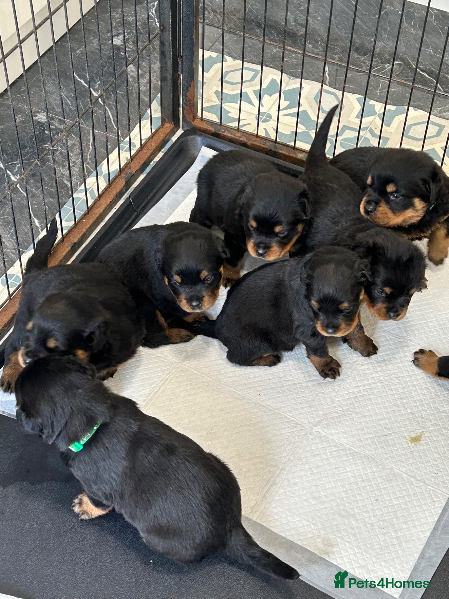Rottweiler dogs KC Registered Champion Bloodline Rottwiler Puppies - Advert 2