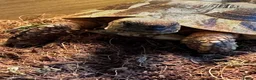 Hermann Tortoise reptiles for sale: Herman tortoise in Bournemouth - Advert 2