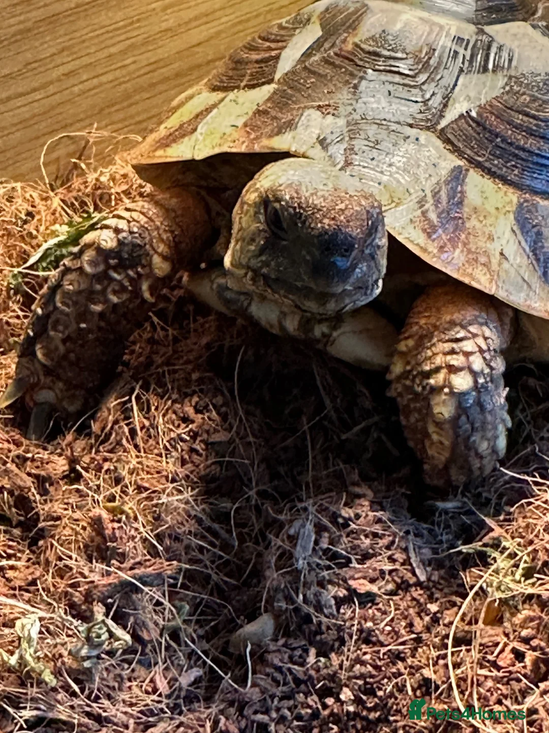 Hermann Tortoise reptiles for sale: Herman tortoise in Bournemouth - Advert 2