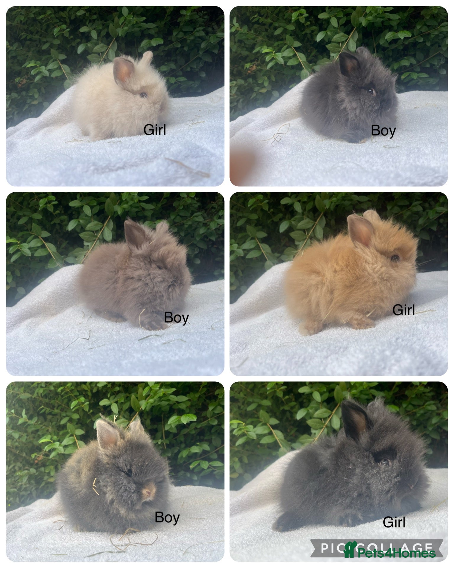 Lionhead rabbits Mini double maned lionheads £65-75 - Advert 1