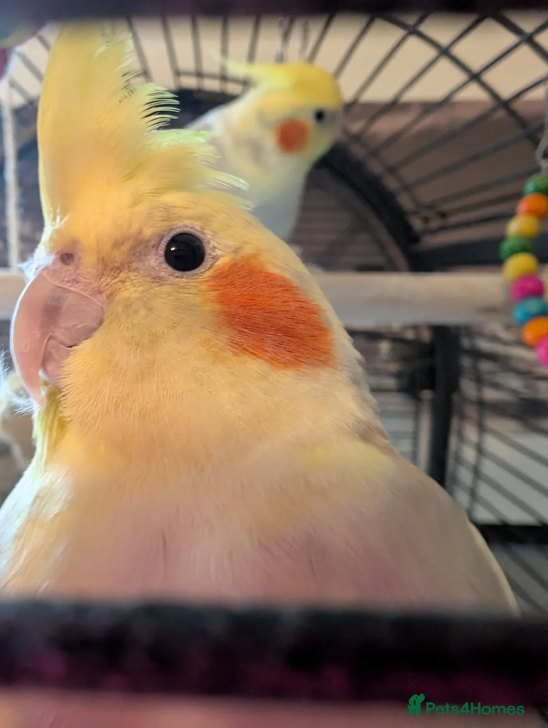 Cockatiels birds for sale: 2 twin brother cockatiels  - Advert 1