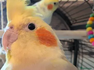 Cockatiels birds 2 twin brother cockatiels - Advert 2