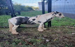 Irish Cob horses for sale: Cob colt  - Image 2