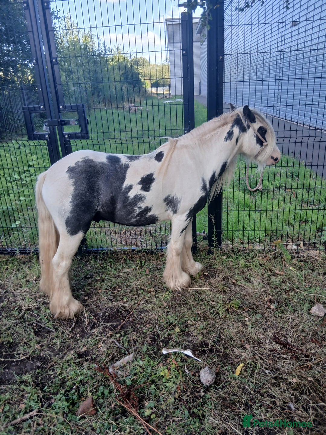 Irish Cob horses for sale: Cob colt  - Image 2