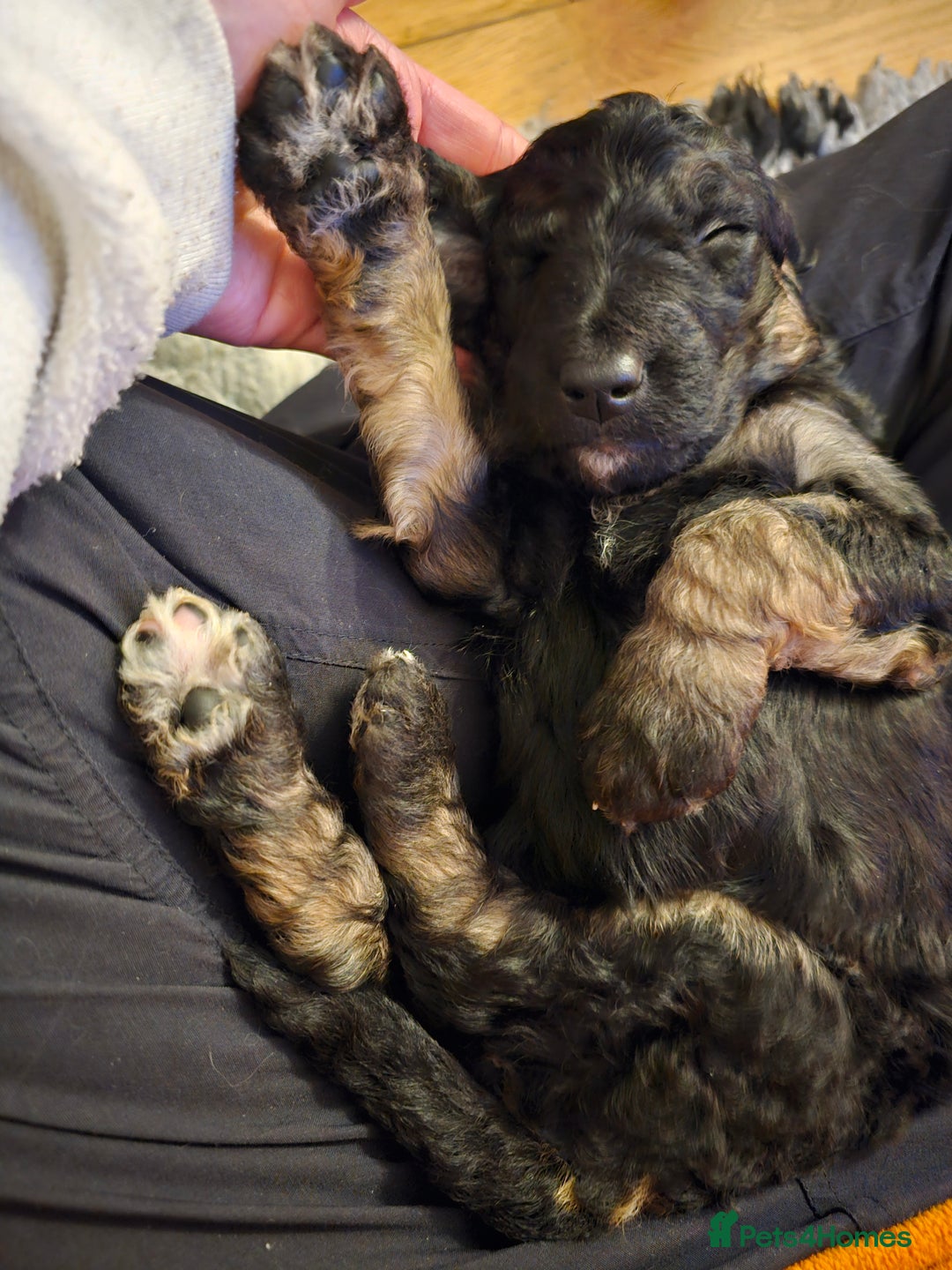 Bernedoodle dogs for sale: Exceptional Quality ❤️ Health tested  - Advert 17