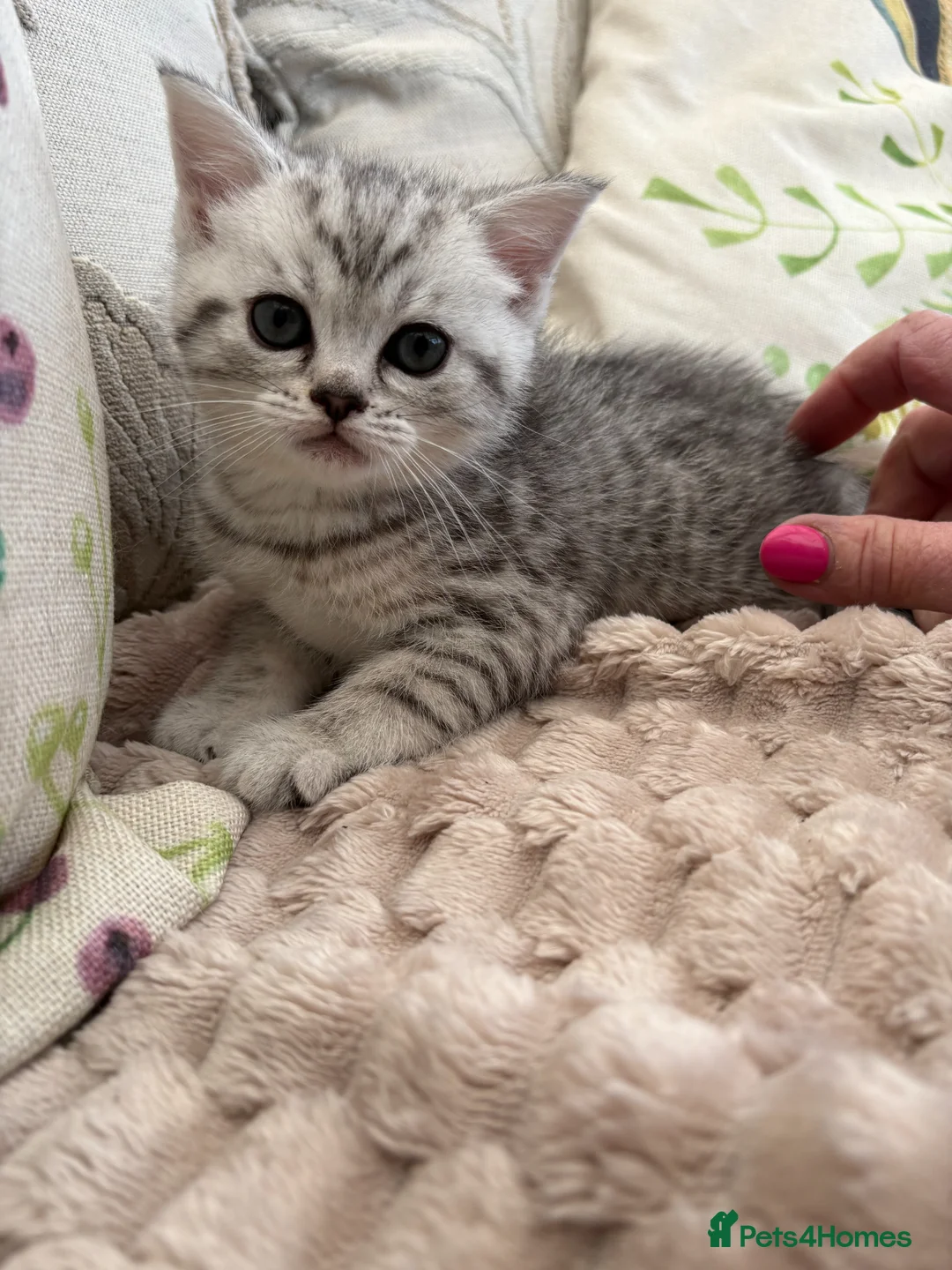 Exotic cats for sale: Exotic x kittens 2 male and 1 female silver tabbie - Advert 18