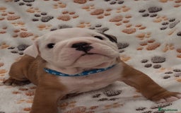 English Bulldog dogs for sale: Red and white british bulldog puppies - Image 3