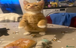 British Shorthair cats for sale: Lovely Girls 🥰 - Advert 8