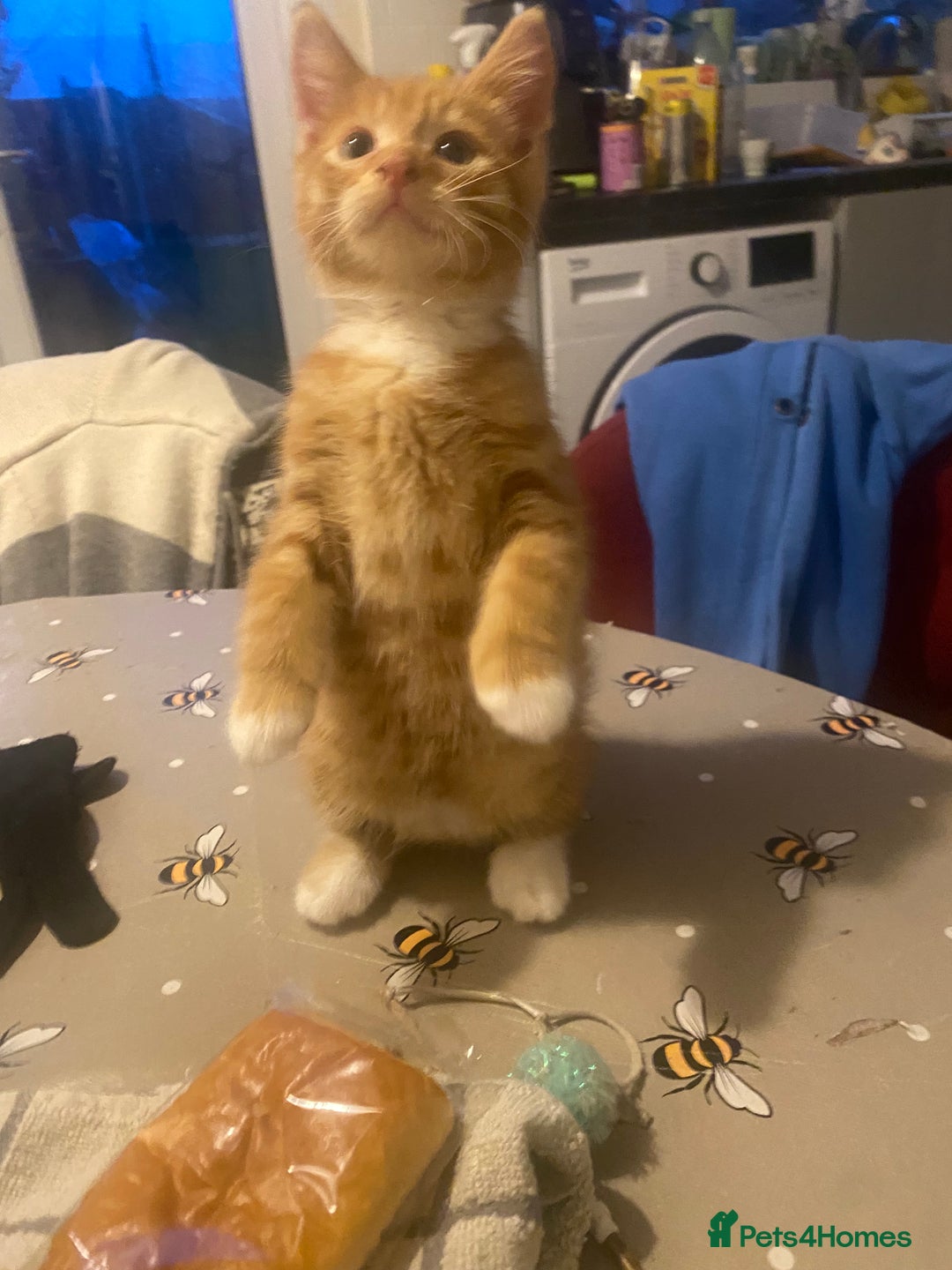 British Shorthair cats for sale: Lovely Girls 🥰 - Advert 8