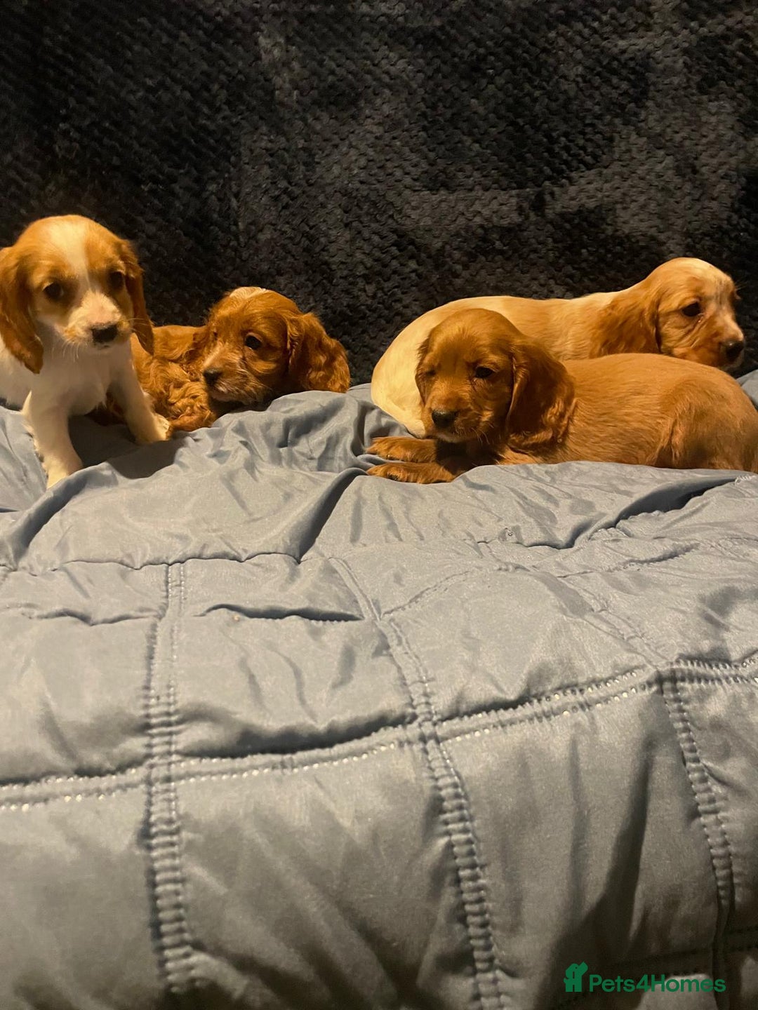 Cavapoo dogs for sale: Cavapoo puppy's  - Advert 1