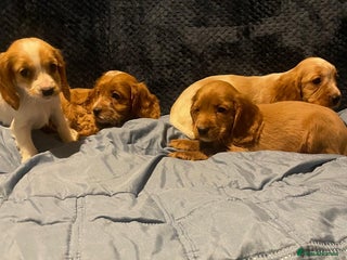 Cavapoo dogs Cavapoo puppy's - Advert 6