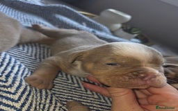 English Bulldog dogs for sale: Beautiful New english bulldogges  - Image 11