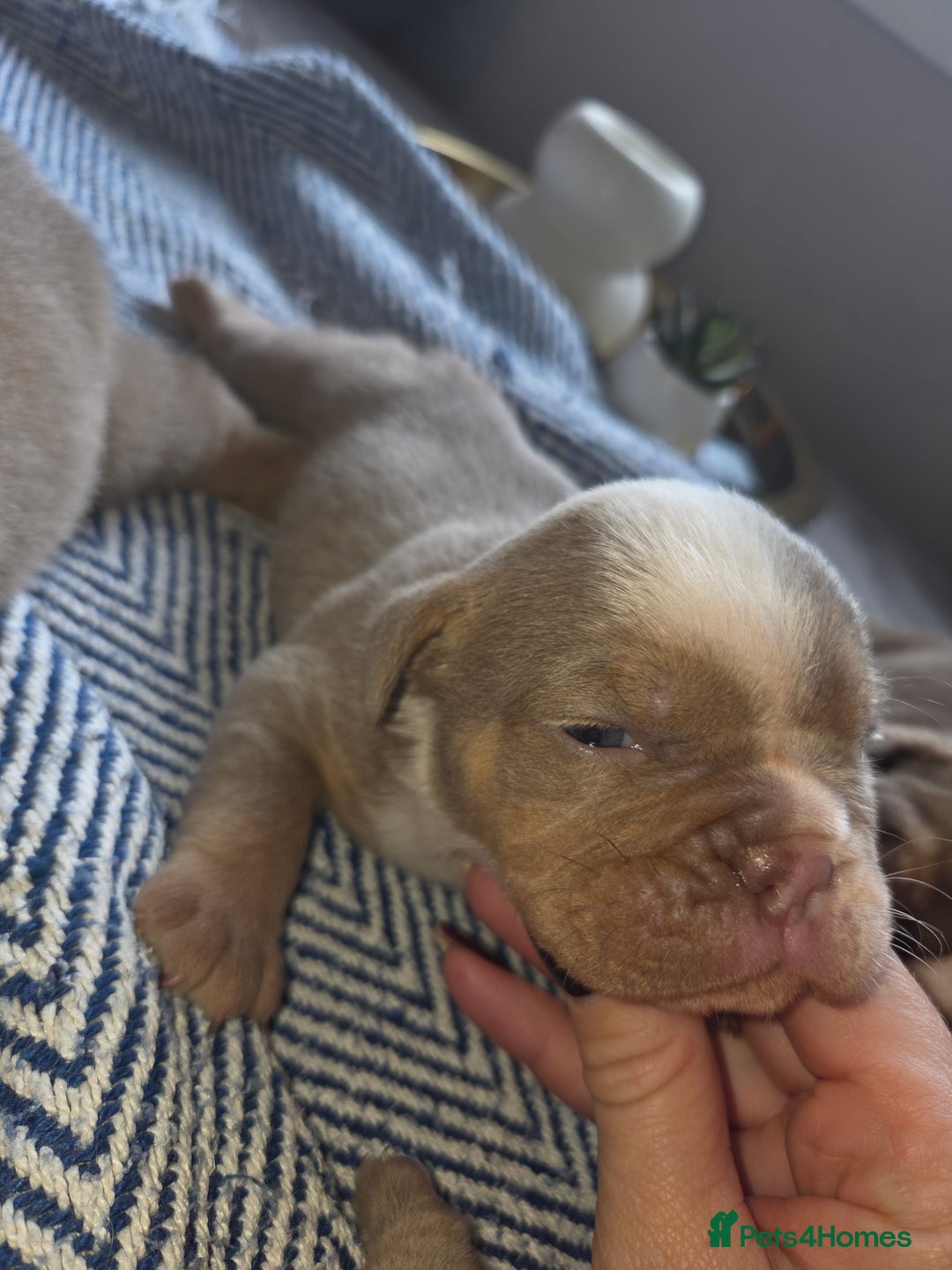 English Bulldog dogs for sale: Beautiful New english bulldogges  - Image 11