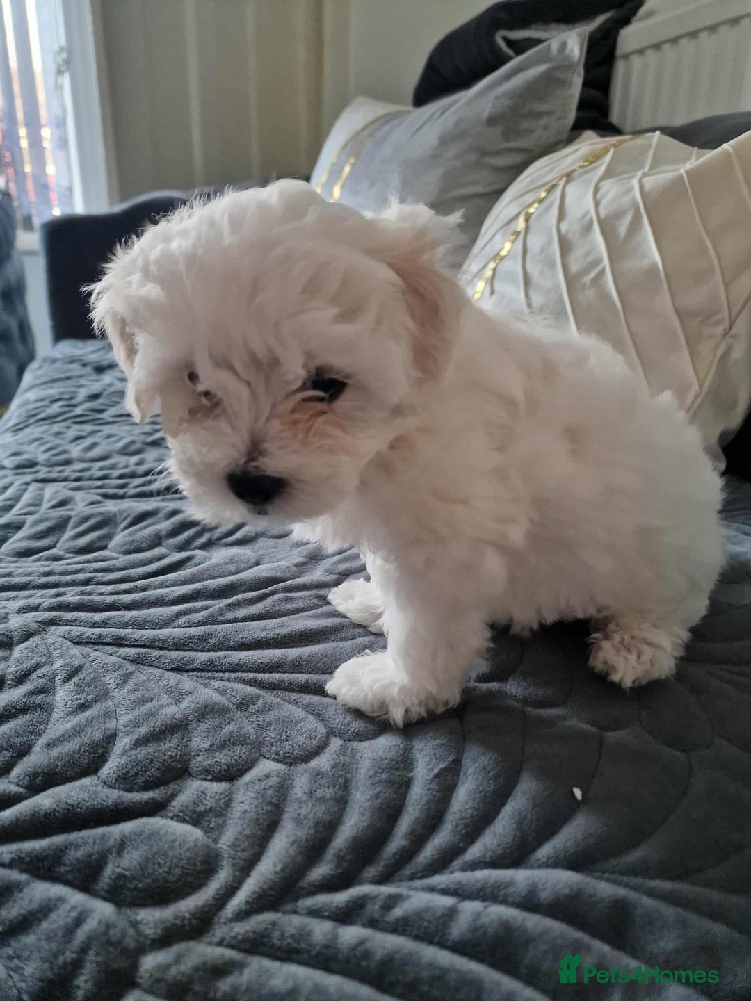Maltese dogs for sale: 🐩 🏡 Beautiful maltese looking for new home 🏡🐩 - Image 10