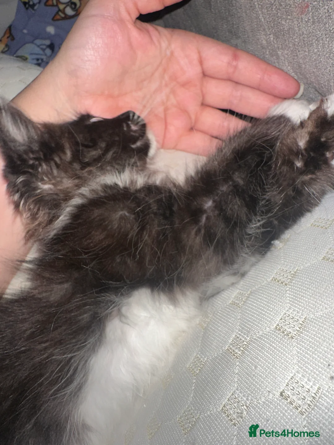 Ragdoll cats for sale: Stunning little boy  - Advert 4