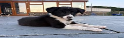 Border Collie dogs for sale: Beautiful Welsh Border Collie Puppies in Brecon - Advert 16