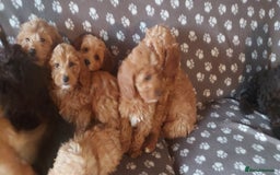 Cockapoo dogs for sale: F1 cockapoos available - Image 4