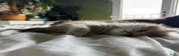 British Longhair cats for sale: Luxury British Longhair Kitten | TICA Registered - Advert 7