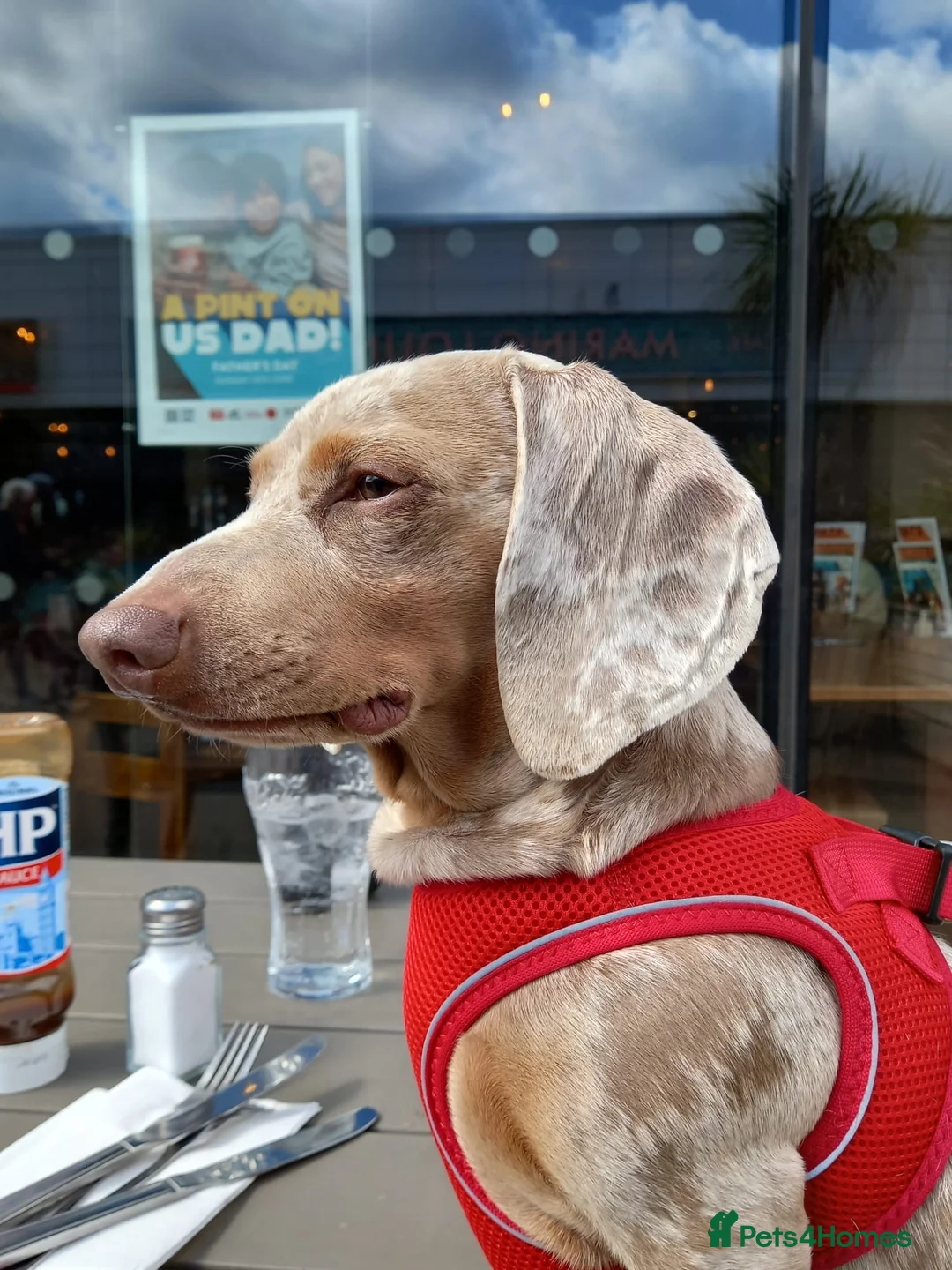 Dachshund dogs for stud: Isabella dapple male stud  - Advert 2