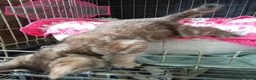 Mixed Breed cats for sale: Kittens adorable  - Advert 12