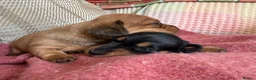 Miniature Dachshund dogs for sale: CHAMPION LINE KC REG & PRA CLEAR MINIS LOW COI - Advert 4