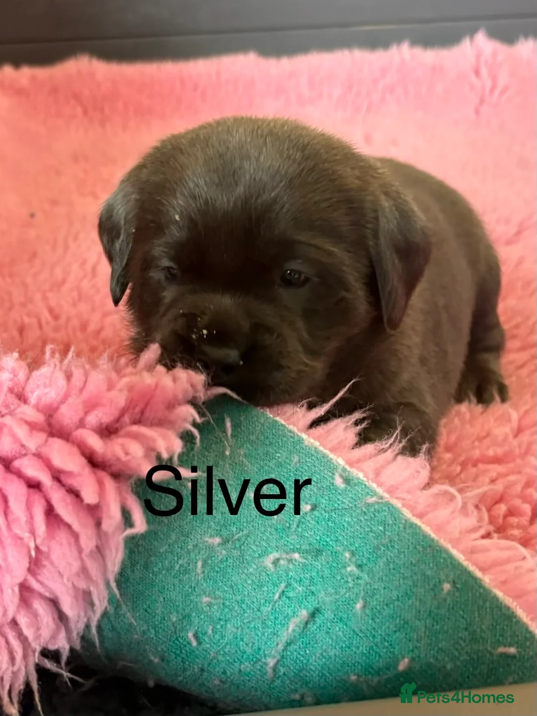 Labrador Retriever dogs for sale: Gorgeous KC, Charcoal, Chocolate and Black Labs - Advert 5