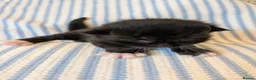 British Longhair cats for sale: *1 LEFT* British Longhair X Maine Coon Kittens - Advert 29