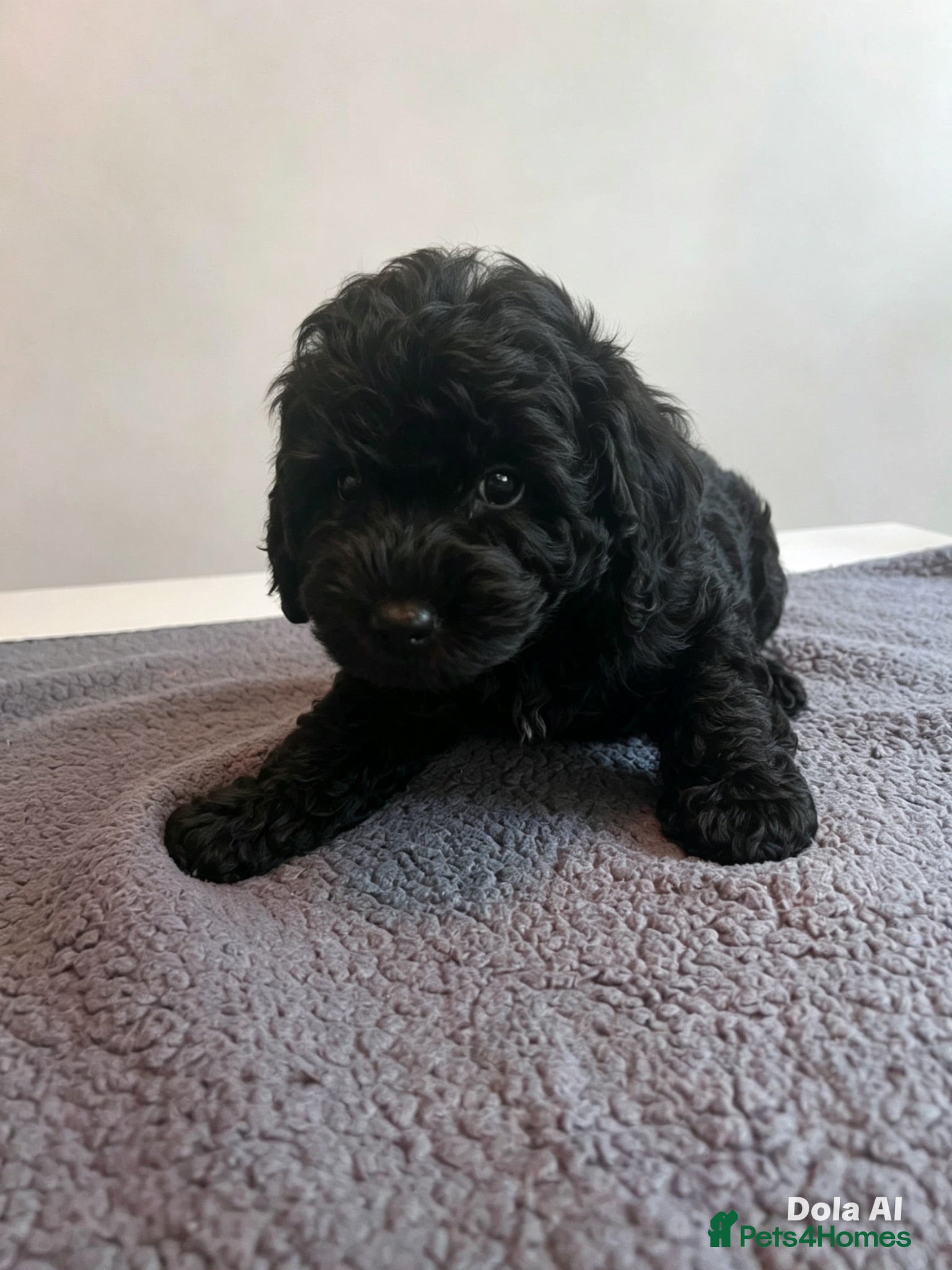 Cockapoo dogs 🐶 Beautiful F1B Cockapoo Puppies 🐶 - Advert 2