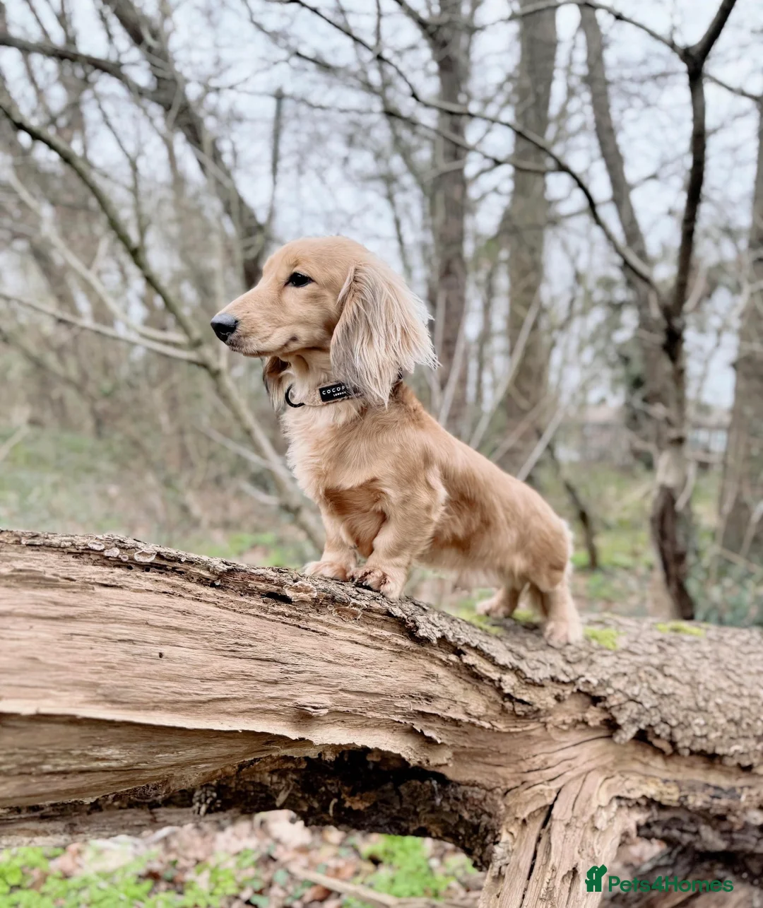 Miniature Dachshund dogs for stud: Shaded Cream Miniature Dachshund🍦🤎✨ - Advert 2