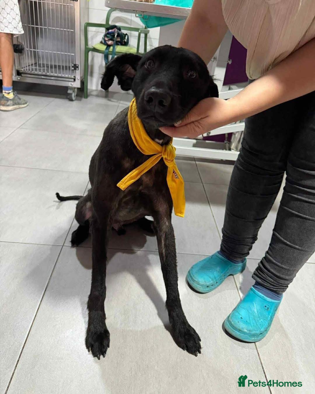 Mixed Breed dogs for adoption: Dashing Daniel - Advert 4