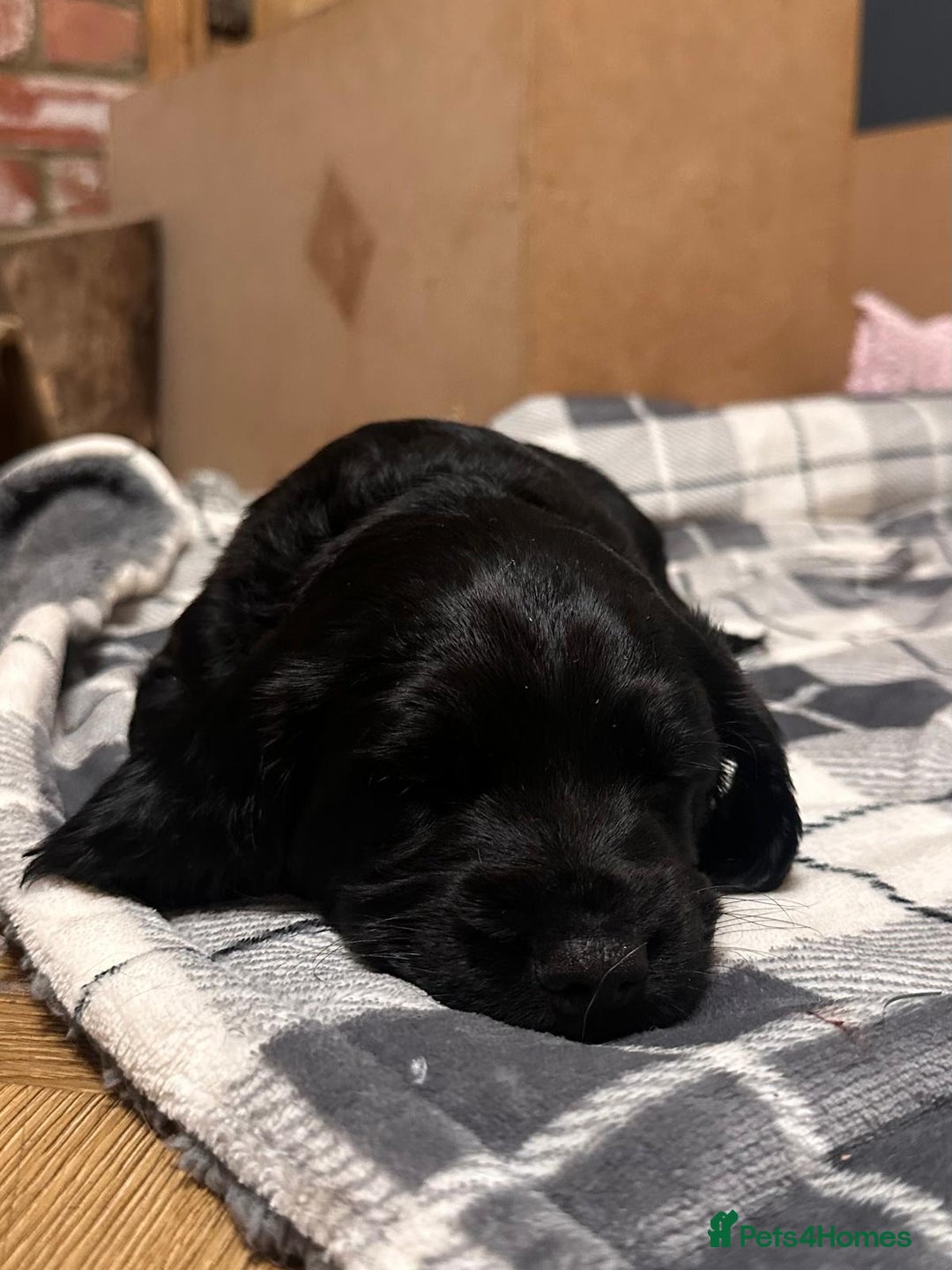 Cocker Spaniel dogs for sale: WORKING COCKER PUPS  - Advert 8