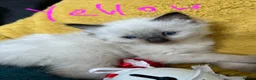 Ragdoll cats for sale: GCCF mom’s pure ragdoll kittens sale in London  - Advert 16