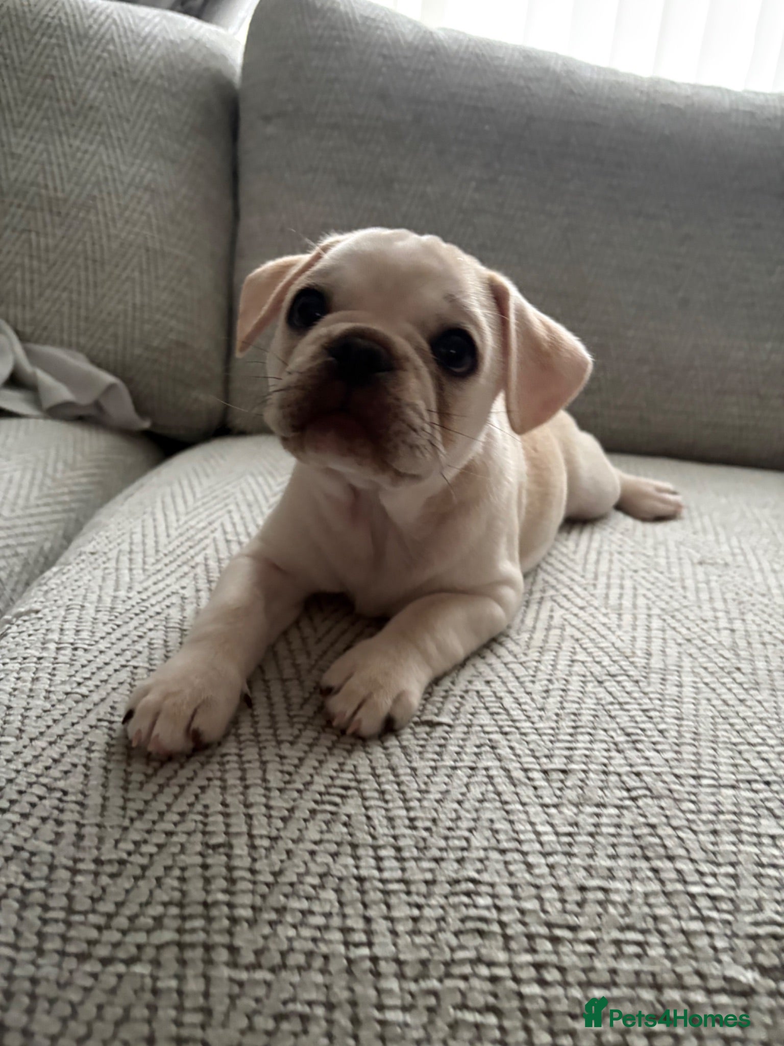 Frug dogs 🐶 Pug/French bulldog puppies 🐶 Rare markings - Advert 15
