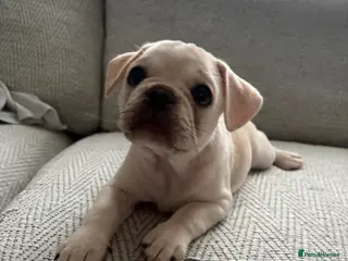 Frug dogs 🐶 Pug/French bulldog puppies 🐶 Rare markings - Advert 15