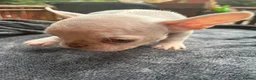 French Bulldog dogs for sale: Beautiful French bulldogs in Ilford - Advert 4