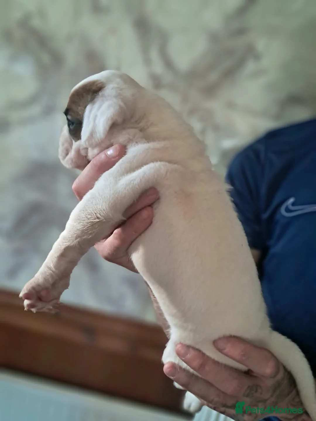 Boxer dogs for sale: Beautiful boxer puppies  in Blackwood - Advert 12
