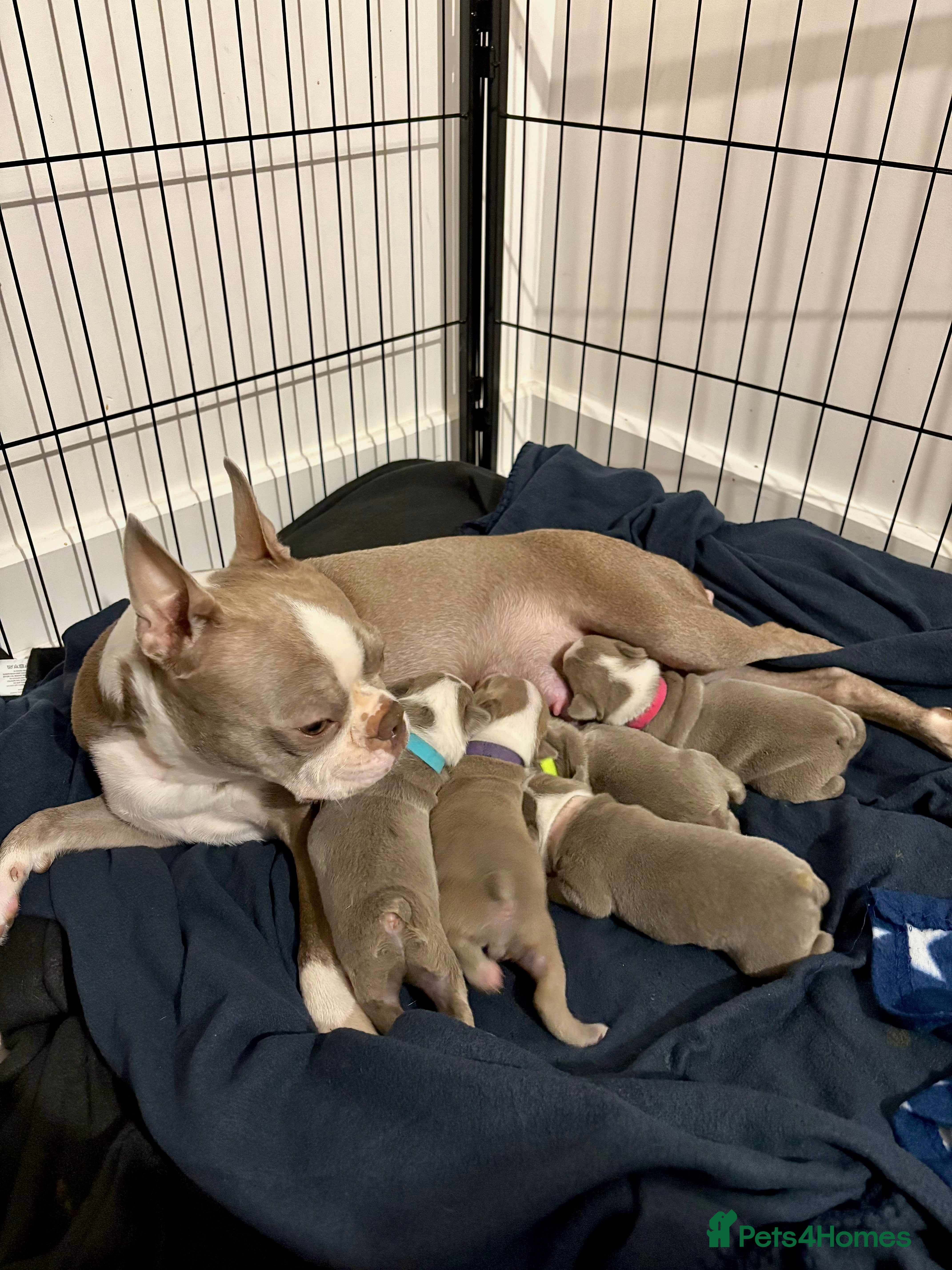 Boston Terrier dogs Premium and Rare Champaign KC Boston Terriers - Advert 3