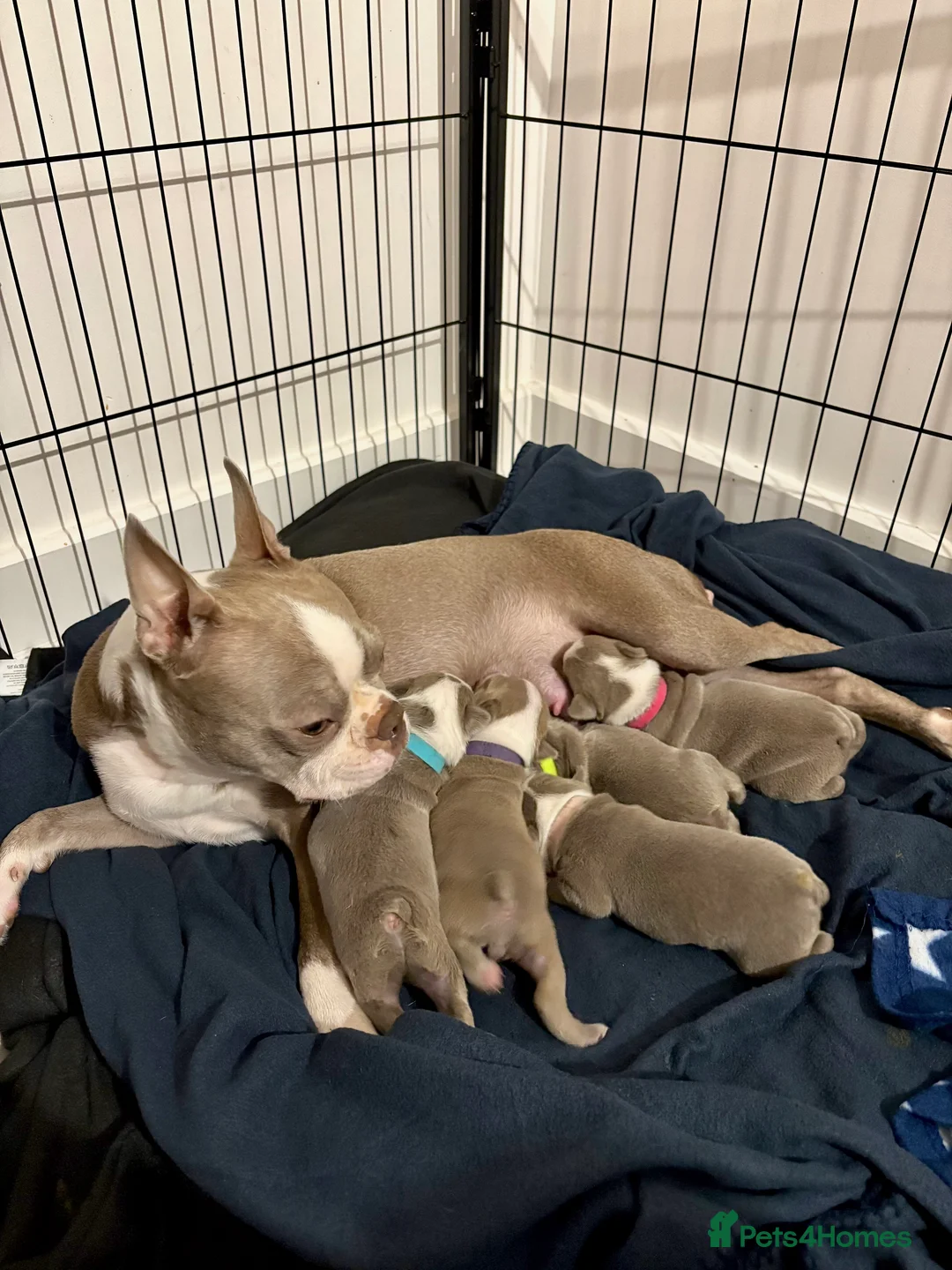 Boston Terrier dogs for sale: Rare Champaign KC Boston Terrier - Advert 9