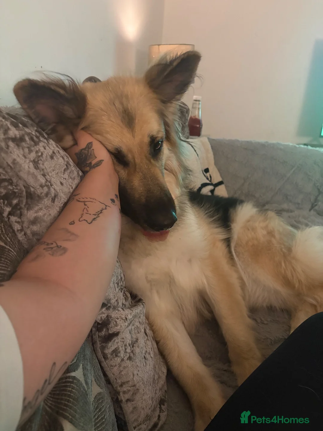 German Shepherd dogs for sale: Silverback German shepherd girl - Advert 2