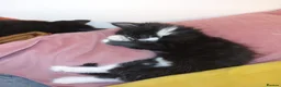 Mixed Breed cats for sale: 5 adorable boy kittens - Advert 10