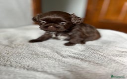 Shihpoo dogs for sale: Shihpoo puppies for sale. - Image 9