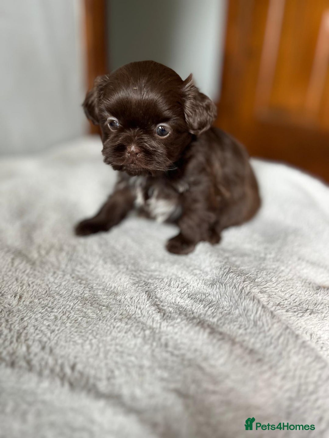 Shihpoo dogs for sale: Shihpoo puppies for sale. - Image 9
