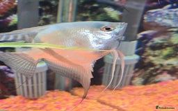 Tetras fish for sale: Diff fish for sale - Image 10