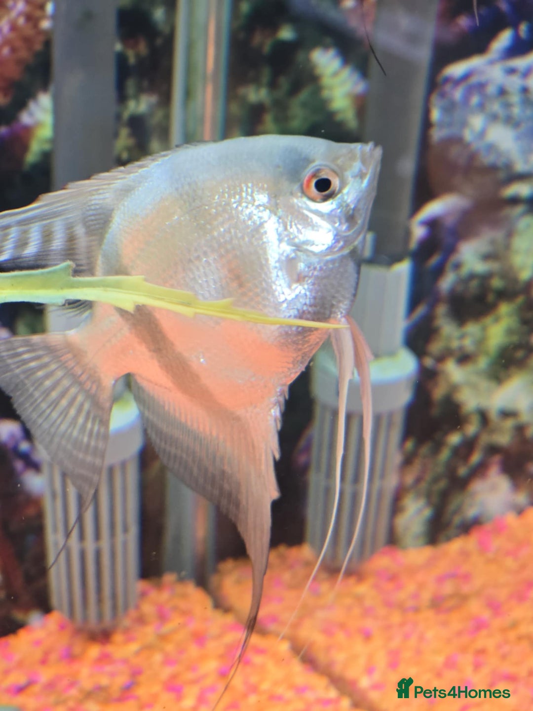 Tetras fish for sale: Diff fish for sale - Image 10