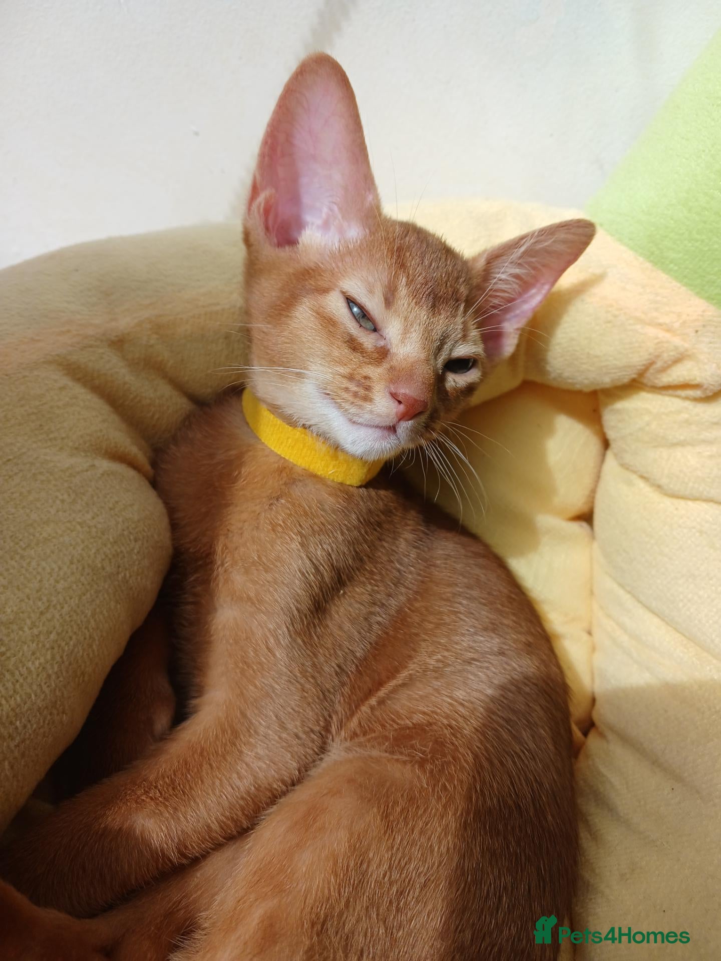 Abyssinian cats Abyssinian kittens for sale - Advert 8