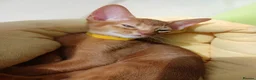 Abyssinian cats for sale: Abyssinian kittens for sale - Advert 7