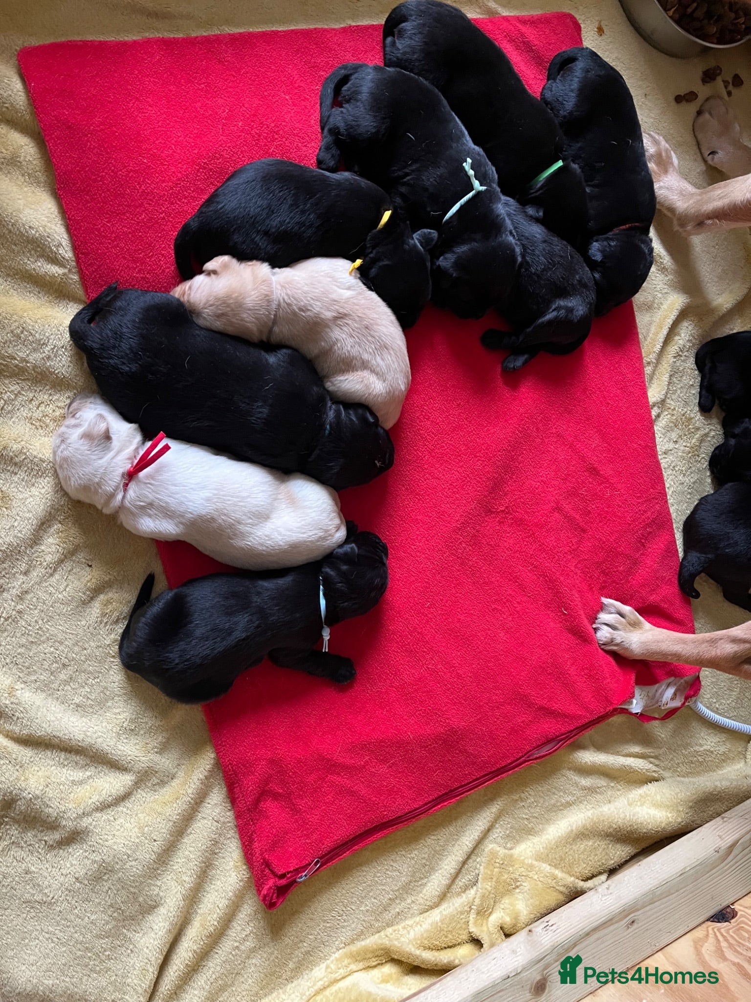 Labrador Retriever dogs Kc reg health tested Labrador pups  - Advert 2