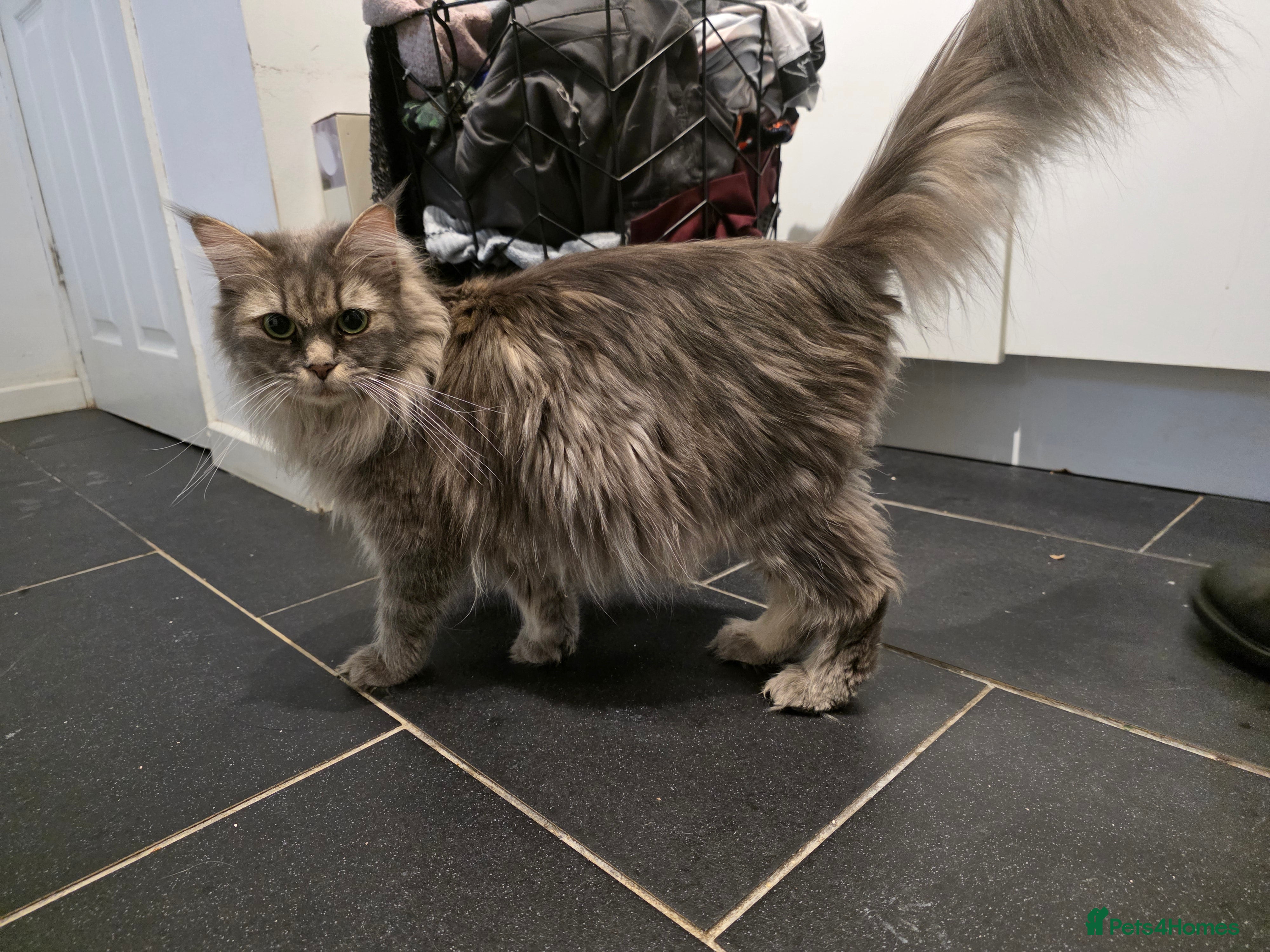 Maine Coon cats Pure maine coons kittens  - Advert 1