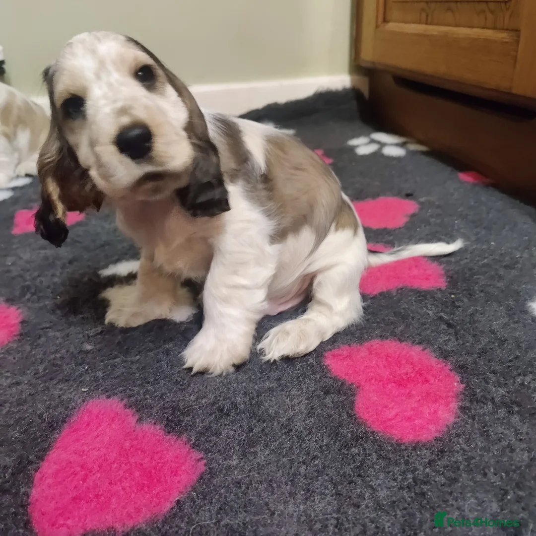 Cocker Spaniel dogs for sale: KC Registered Show Type Cocker Spaniels  - Advert 2