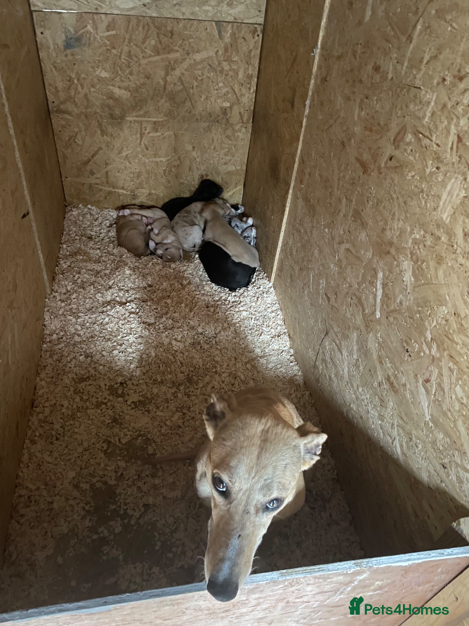 Lurcher dogs Lurcher pups - Advert 3